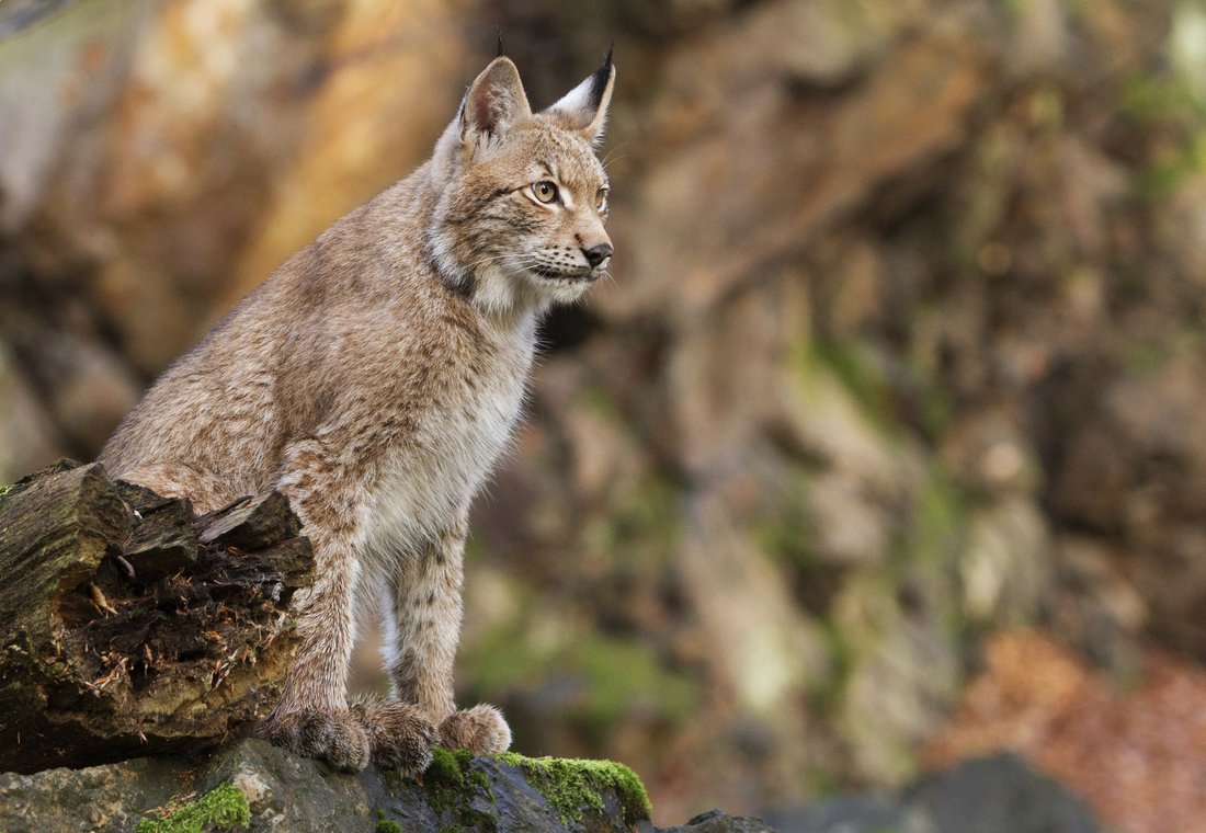 Lynx dans la neige
