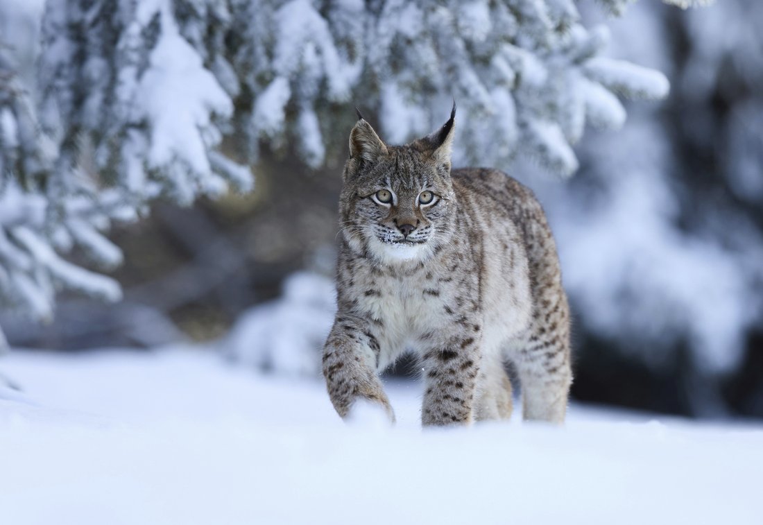 Lynx en automne